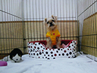 小型犬用サークル写真